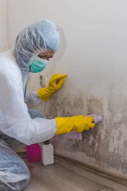 Best Post-Construction Mold Inspection  in Tangent, OR