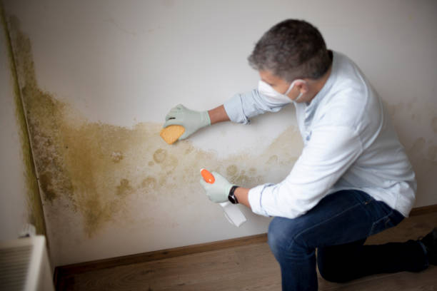 Best Emergency Mold Remediation  in Tangent, OR
